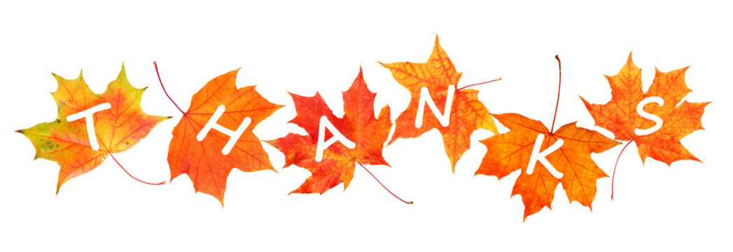 Happy Thanksgiving Day. Autumn leaves with text isolated on white