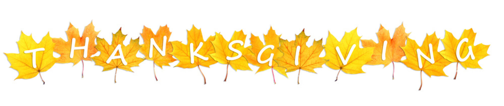 Happy Thanksgiving Day. Autumn leaves with text isolated on white