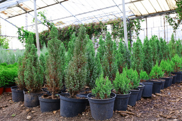 Pots with young coniferous plants in greenhouse