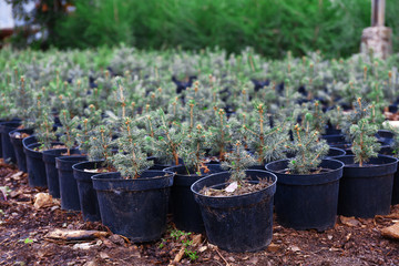 Pots with young fir tree plants in greenhouse