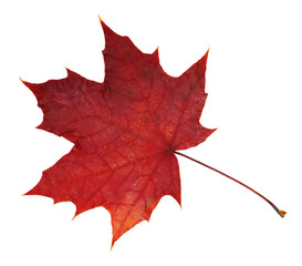 Red maple leaf on white background