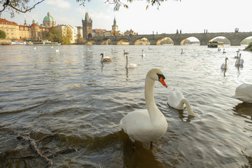 Swan River