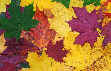 Red, green and yellow maple leaves