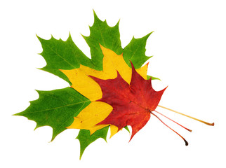 Red, green and yellow maple leaves on white background