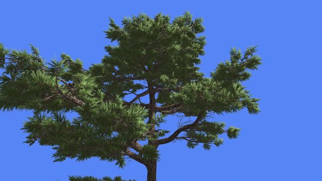 Huangshan Pine Crown Summer Chinese Chinese Coniferous Evergreen Tree is Swaying at the Wind Green Needle-Like Leaves Tree Windy Day Computer Animation
