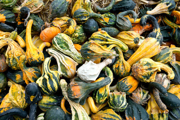 Different colored pumpkins in store ready for sale