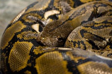 Large python sleeping