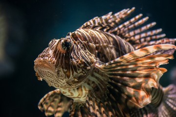 Colorful tropical fish
