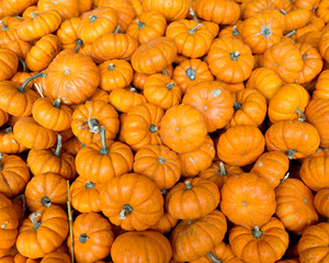 Halloween orange pumpkins in store just ready for sale