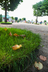 autumn yellow leaves on green grass
