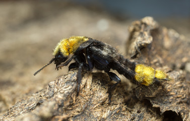 Rove beetle, Emus hirtus on cow dung