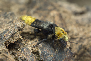 Rove beetle, Emus hirtus on cow dung