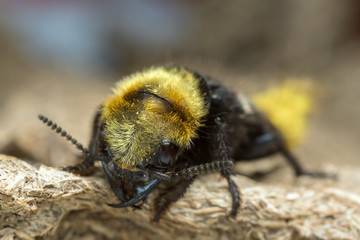 Rove beetle, Emus hirtus on cow dung