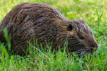 The muskrat (Ondatra Zibethica) eating grass