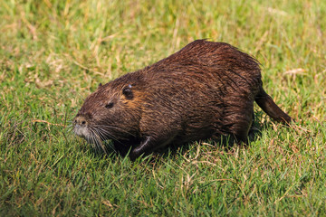 The muskrat (Ondatra Zibethica) walking on the grass