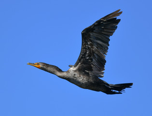 Fototapeta premium Cormorants wings spread