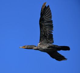 Cormorants wings spread