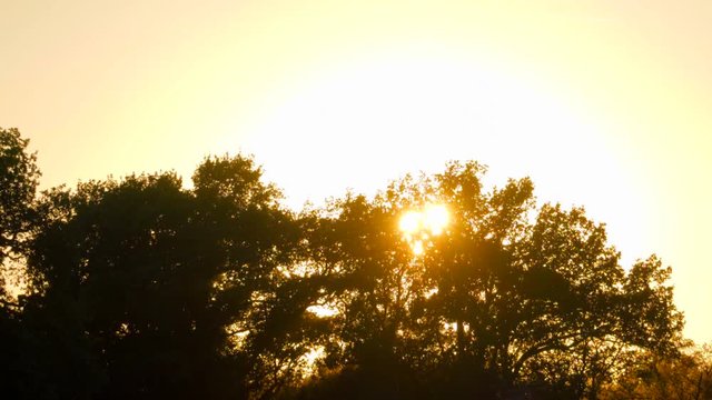 Sonnenuntergang mit Baum Sonne flimmert durch das Blattwerk