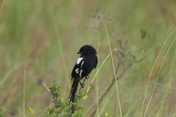Magpie on Perch