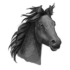 Artistic horse head sketch portrait