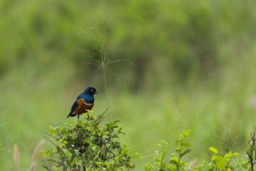 Superb Starling