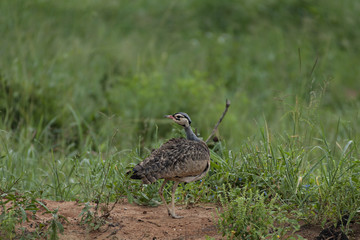 Francolin Looking Back