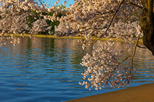 Cherry blossom around Tidal Basin waters in Washington DC, USA. Branch with flowers on mature cherry tree.