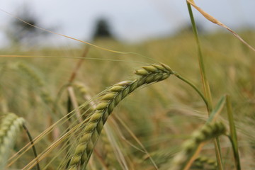 Fototapeta na wymiar wheat crop growing rye wheat grain seed head