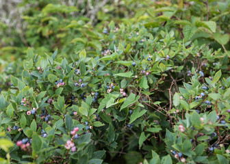 Wild Blueberries Ripening on Bush