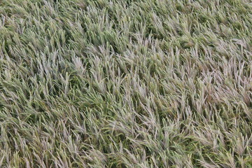 crop growing rye wheat grain seed head