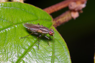 Fly insect in the garden