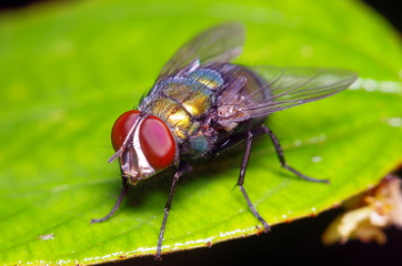 Fly insect in the garden