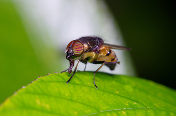 Fly insect in the garden