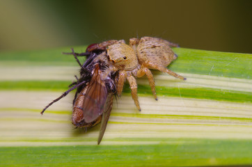 Jump spider on green leaf