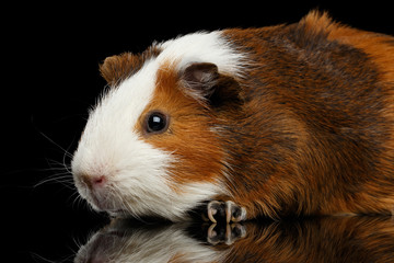 Close-up Red Guinea pig on isolated black background with reflection