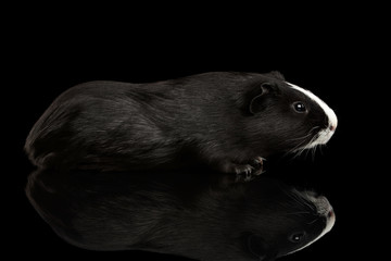 Aerodynamics Guinea pig with White nose on isolated black background with reflection
