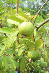 Green Guava sweet fruit 