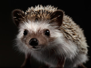Close-up Curious Hedgehog in Front view isolated on Black Background