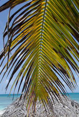 Palms over gorgeous Cocobay beach