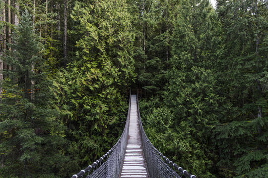 Suspension bridge in the forest. Evergreen. Vancouver nature. Pacific north west. Nature. Vancouver landscape.