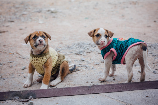 Puppies in jacket