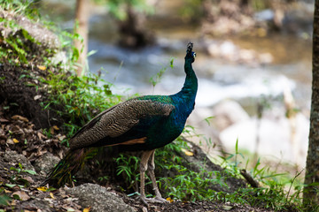 Obraz premium peacock