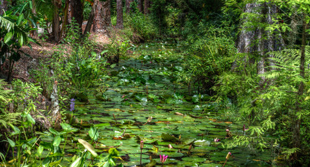 Fototapeta premium #EurekaSpringsPark #plantcity #florida #naturephotography #nature #d750 #Nikon #Summer