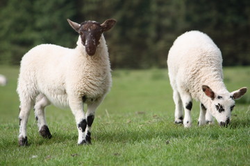 Obraz premium Two young lambs eating grass happily