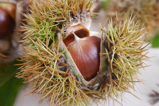 A chestnut in a stingy shell