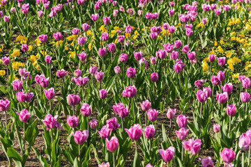 pink tulips flowers background