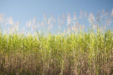 Tall sugar cane plants under blue sky