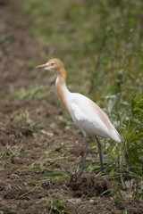 Cattle egret/ This is wild bird photo which was took in Japan Aichi-pref. This bird name is Cattle egret.
