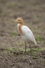 Cattle egret/ This is wild bird photo which was took in Japan Aichi-pref. This bird name is Cattle egret.