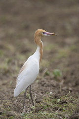 Cattle egret/ This is wild bird photo which was took in Japan Aichi-pref. This bird name is Cattle egret.